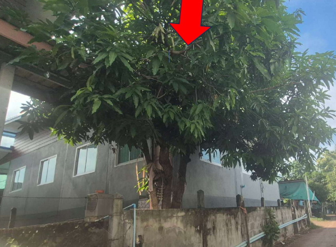 บ้านเดี่ยว ขอนแก่น ชุมแพ ขัวเรียง 630500