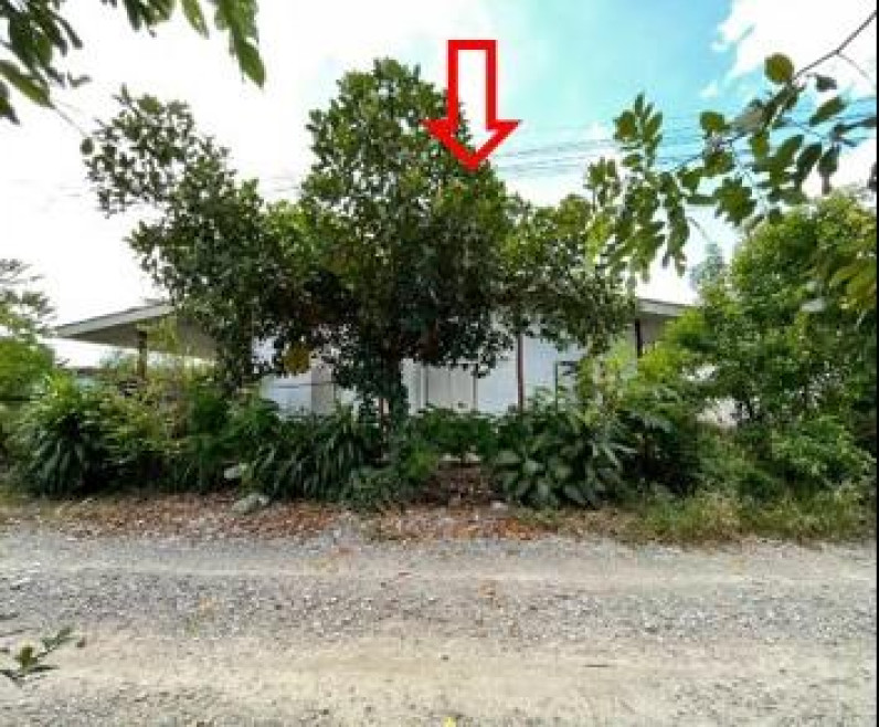 บ้านเดี่ยว ชลบุรี บ้านบึง หนองอิรุณ 705000